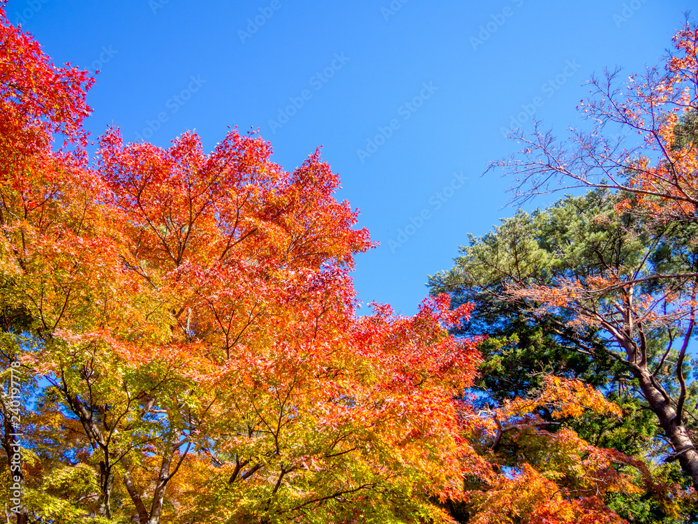 【静岡県伊豆市】日本庭園の赤松と紅葉【修善寺虹の郷】 【静岡県伊豆市】日本庭園の赤松と紅葉【修善寺虹の郷】