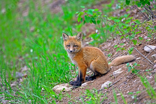 Cute little baby Red Fox sitting on hillside, watching, curious.