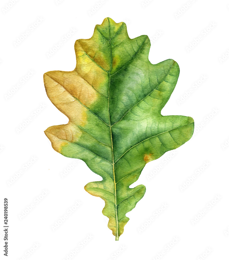 Fototapeta premium watercolor drawing leaf