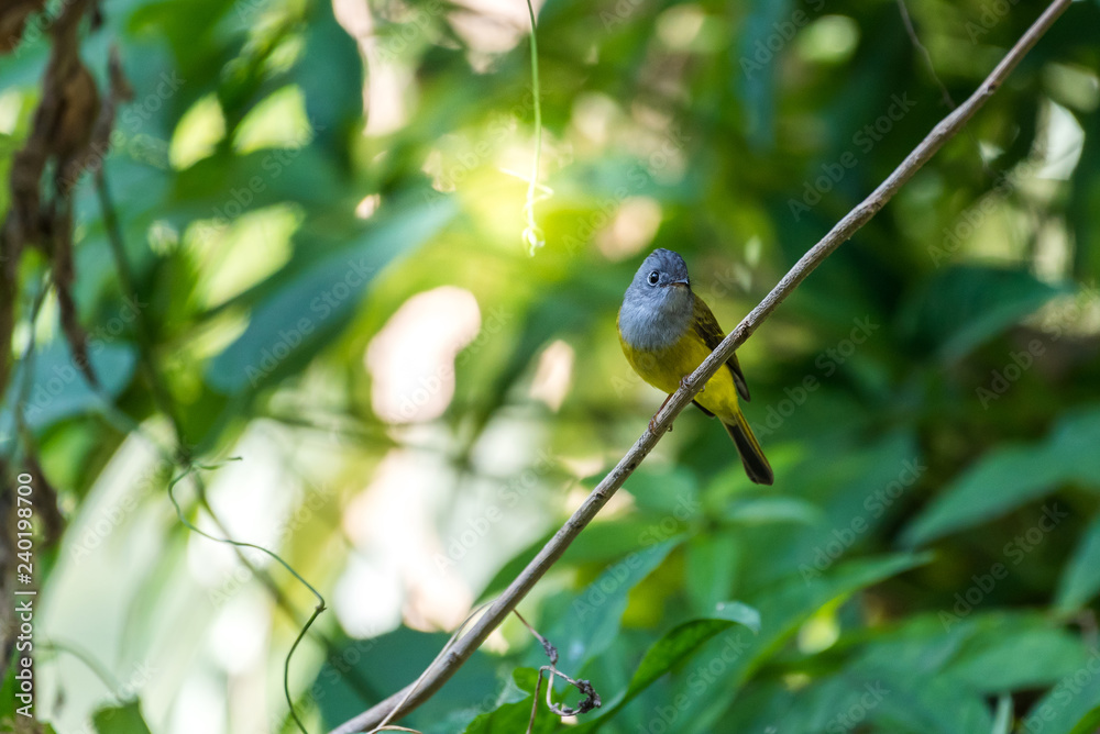 Grey-headed Canary-flycatcher perched on a tree in the forest at Ramkhamhaeng National Park, Sukhothai, Thailand. Grey-headed Canary-flycatcher perched on a tree in the forest at Ramkhamhaeng National Park, Sukhothai, Thailand.