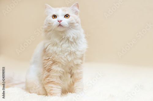 Photography portrait of a white turkish angora cat