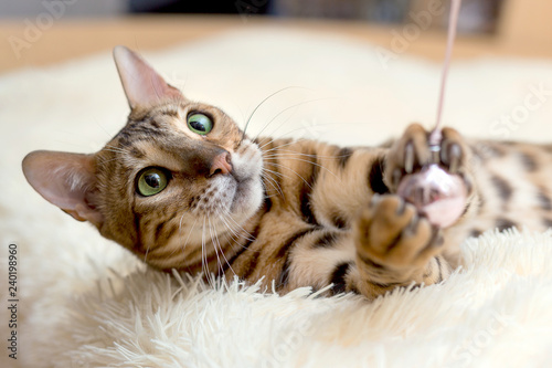 cute cat is playing with a toy at home