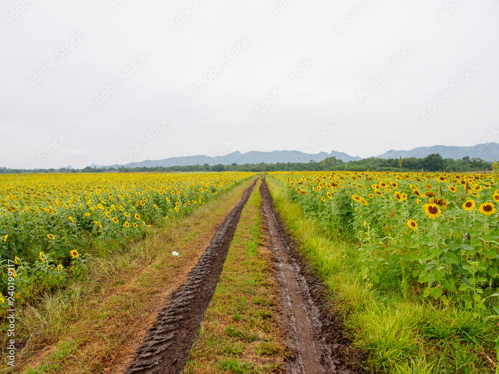 Wide view of muddy tire tracks along a sunflower field on a hazy day. Khao Chin Lae mountains, Lopburi, Thailand. Nature and agriculture.