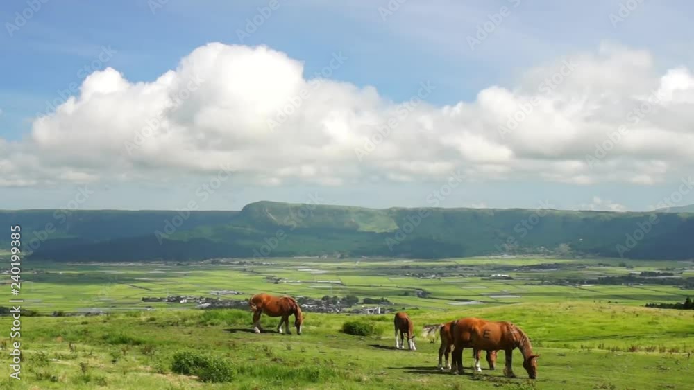 阿蘇の馬 阿蘇の馬