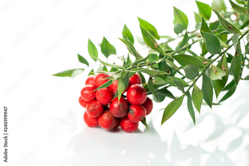 Obraz premium kokina flower