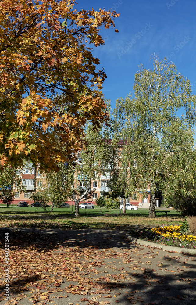 Autumn in city tree and flowers in sunny day.