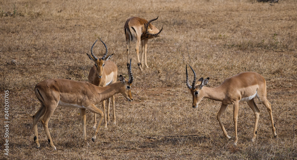 Fototapeta premium Impala Antelope Fighting