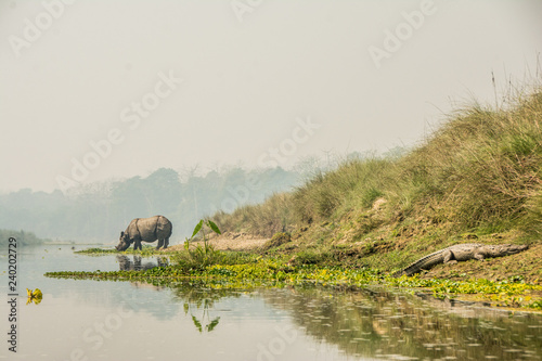 rhino in the river