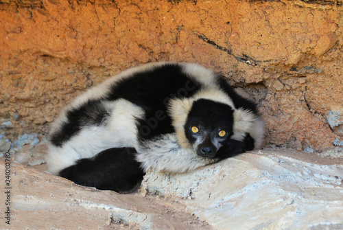 Wildlife lemur ring tailed lemur white and black eye yellow sleep lying on the rock on daytime