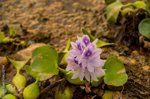flower in the swamp