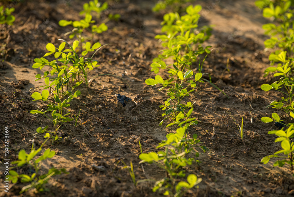 Close up of rows of Peanut plant seedlings Close up of rows of Peanut plant seedlings