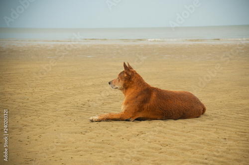 dog on the beach / old brown dog lying on sand beach sea - animal sad dog alone
