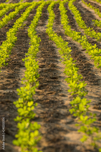 Rows of peanut plants in the late afternoon