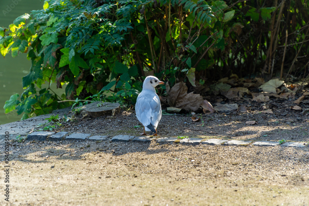 Fototapeta premium Seagull near to the water
