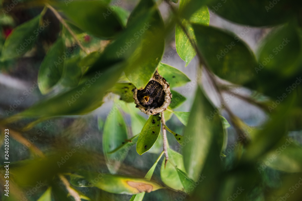 hungry hummingbird chick waiting for mom hungry hummingbird chick waiting for mom
