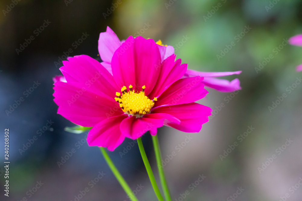 Fototapeta premium pink flower background