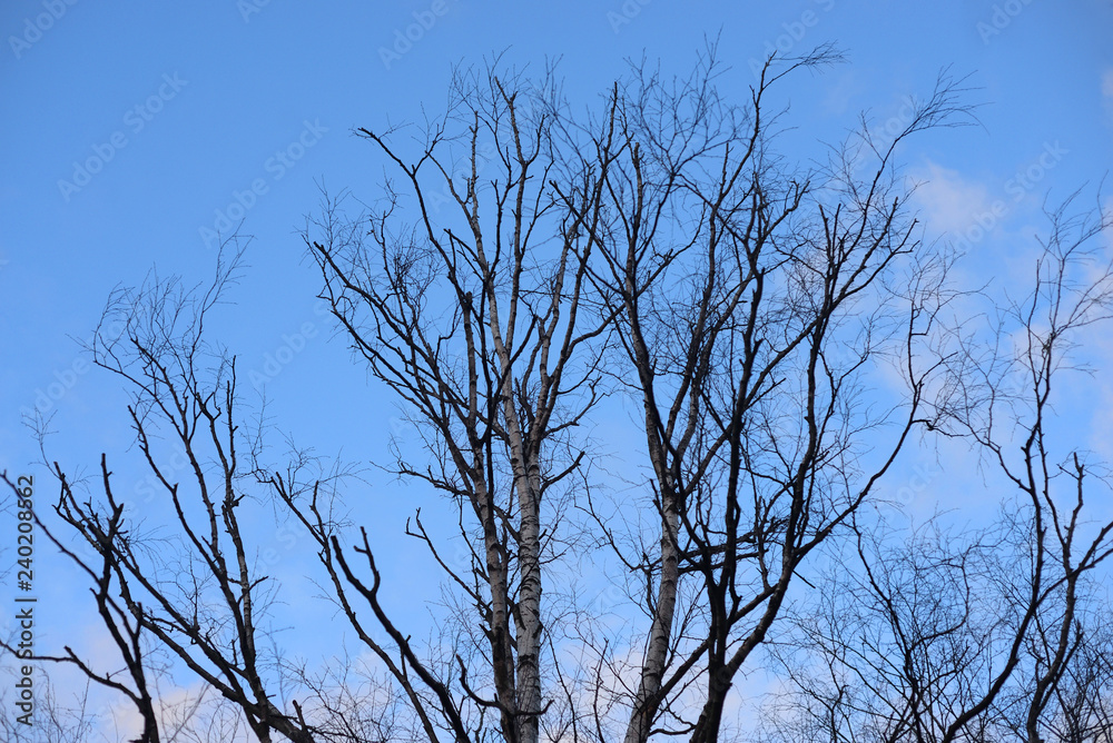 Obraz premium Birch tree on blue sky.