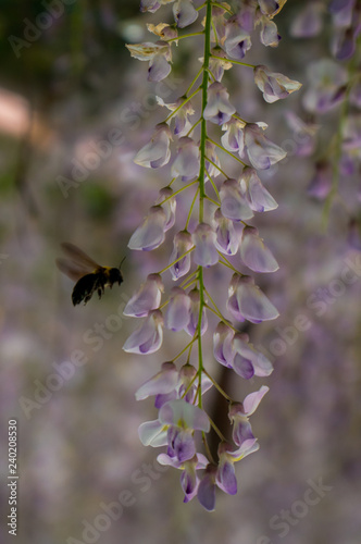 Bee and Wisterias photo