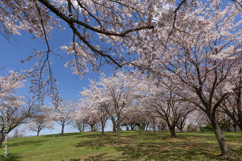 満開の桜の丘