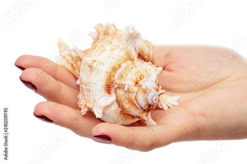 Sea shell in the hands of a girl on a white background