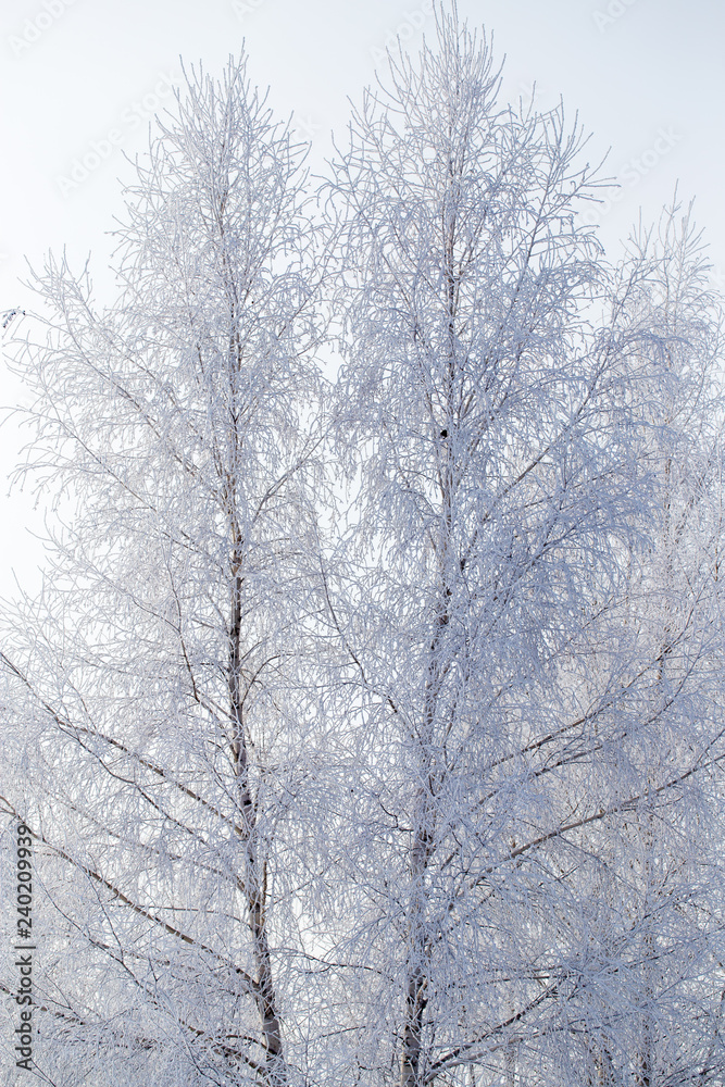 Frozen branches on a tree in the forest in winter Frozen branches on a tree in the forest in winter
