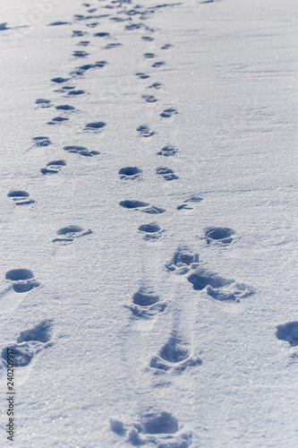 Human footprints on white snow as a background
