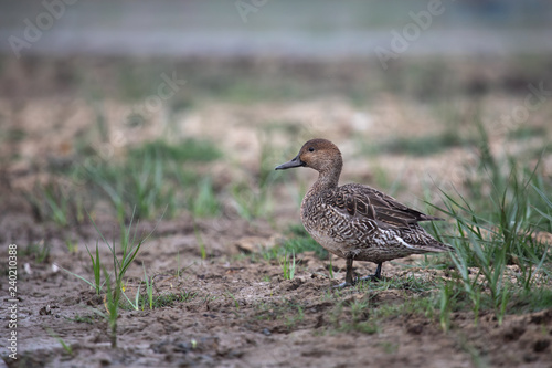 Northern pintail (Anas acuta) female at Manglajodi, Odisha, India