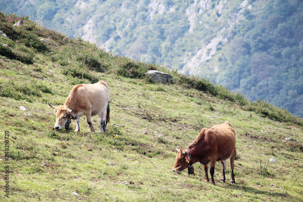 Fototapeta premium A cow in Covadonga lagos National park Picos de Europa, Spain 