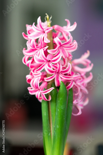 Fototapeta Naklejka Na Ścianę i Meble -  pink white hyacinth
