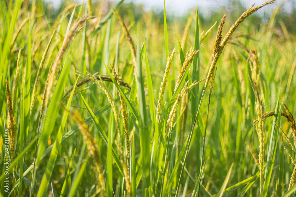 Closeup view of rice paddy in the rice terraces of Thailand,Harvest season of rice nature food background.Organic farm in Asian of Thai people.Blur focus and soft style.