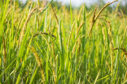 Closeup view of rice paddy in the rice terraces of Thailand Harvest season of rice nature food background.Organic farm in Asian of Thai people.Blur focus and soft style.