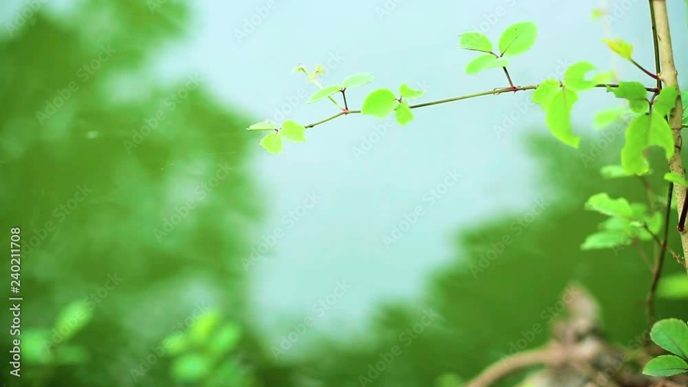 Fresh Green Leaf on Branch with Ripple and Reflection in Water River Fresh Green Leaf on Branch with Ripple and Reflection in Water River