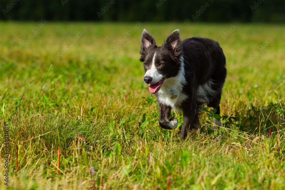 Border collie dog walking