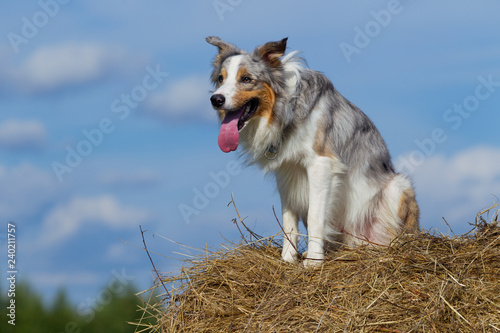 Border collie dog walking