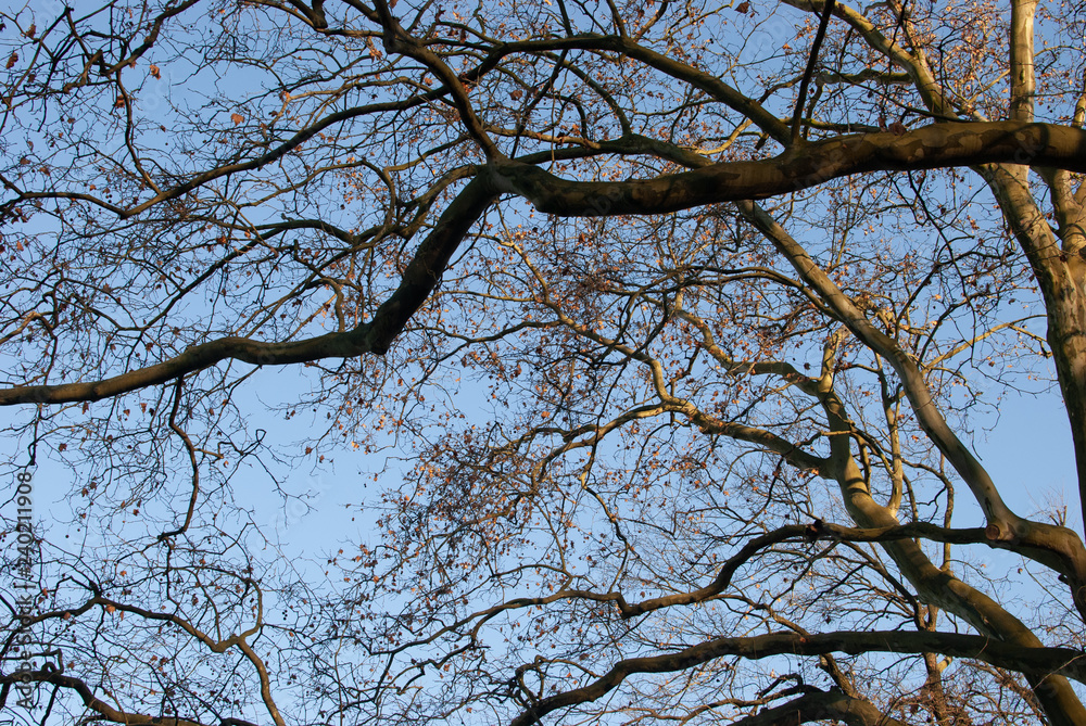 Twisted bare branches under the warm sunset light. Winter nature Twisted bare branches under the warm sunset light. Winter nature
