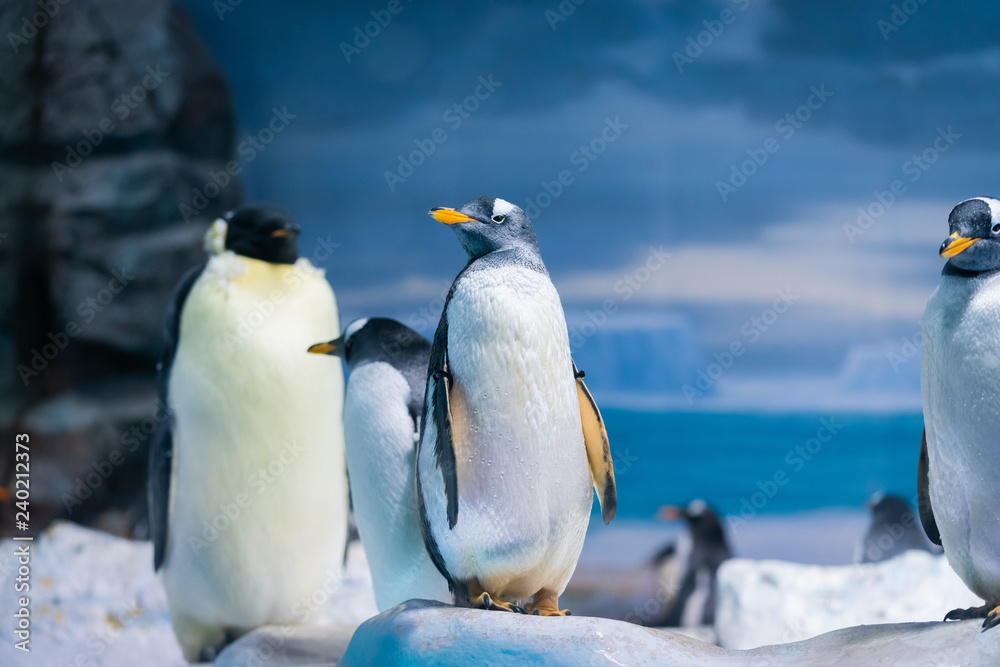 Fototapeta premium ペンギン