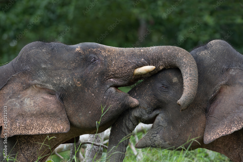 Fototapeta premium Borneo Pygmy elephant