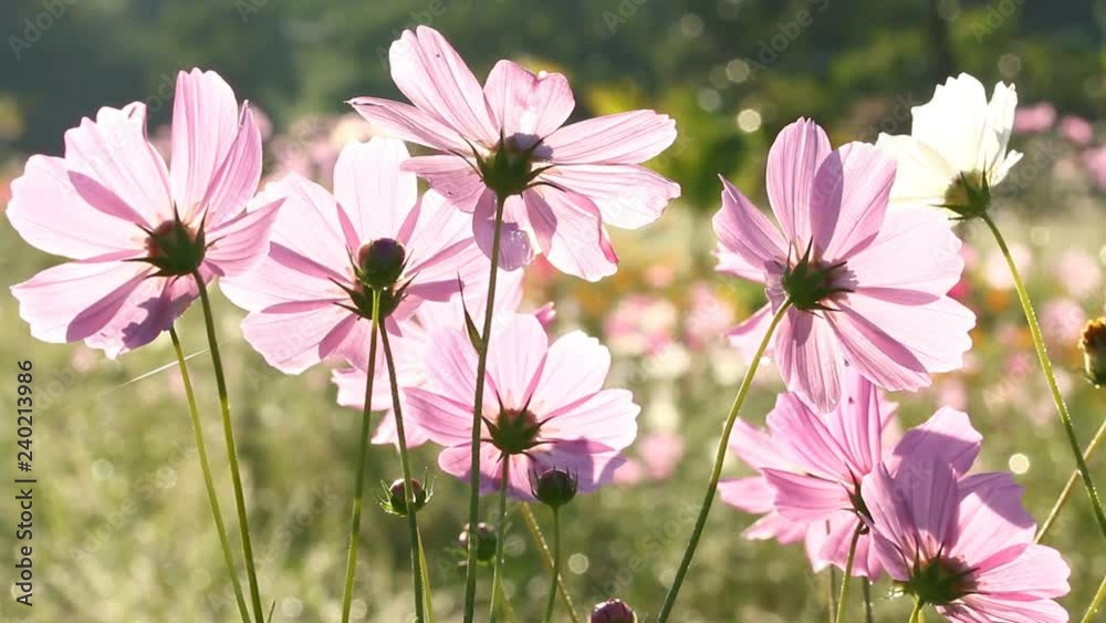 Cosmos flowers in the field of Lumphun province countryside Thailand
Cosmos flowers in the field of Lumphun province countryside Thailand