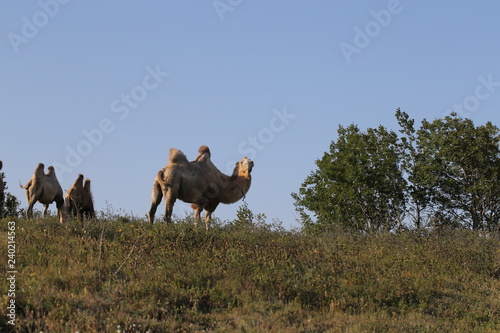 верблюд семья гуляют в горах 