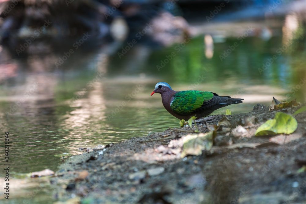 The Common Emerald Dove stood by the streams on a hot day in the forest. The Common Emerald Dove stood by the streams on a hot day in the forest.