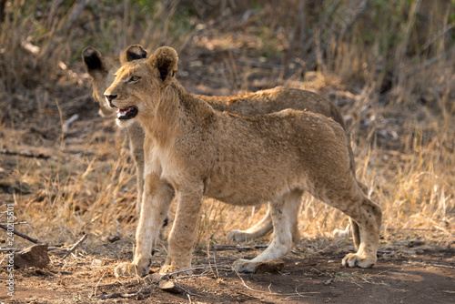 Fototapeta Naklejka Na Ścianę i Meble -  Lion, lionceau, Panthera leo, Parc national Kruger, Afrique du Sud