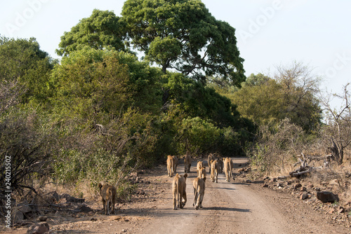Fototapeta Naklejka Na Ścianę i Meble -  Lion, Lionne, Panthera leo, Parc national Kruger, Afrique du Sud
