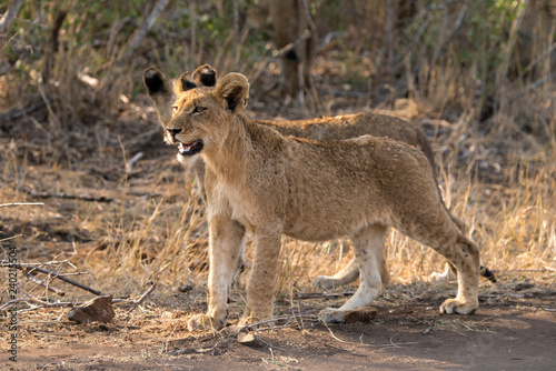 Fototapeta Naklejka Na Ścianę i Meble -  Lion, lionceau, Panthera leo, Parc national Kruger, Afrique du Sud