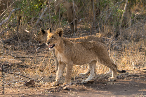 Fototapeta Naklejka Na Ścianę i Meble -  Lion, lionceau, Panthera leo, Parc national Kruger, Afrique du Sud