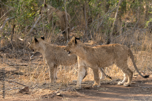 Fototapeta Naklejka Na Ścianę i Meble -  Lion, lionceau, Panthera leo, Parc national Kruger, Afrique du Sud