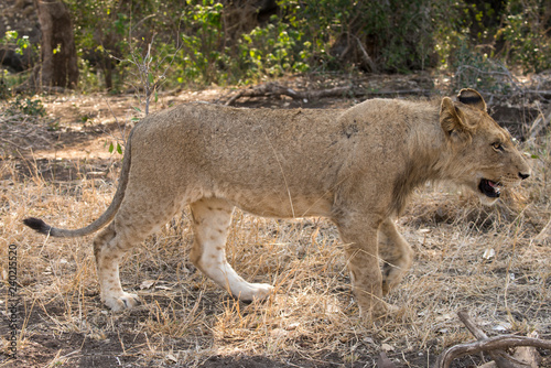 Fototapeta Naklejka Na Ścianę i Meble -  Lion, lionceau, Panthera leo, Parc national Kruger, Afrique du Sud