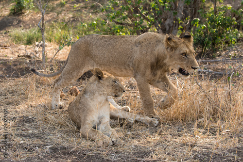 Lion, lionceau, Panthera leo, Parc national Kruger, Afrique du Sud