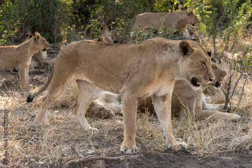 Fototapeta Naklejka Na Ścianę i Meble -  Lion, lionceau, Panthera leo, Parc national Kruger, Afrique du Sud