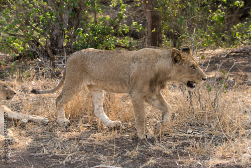 Fototapeta Naklejka Na Ścianę i Meble -  Lion, lionceau, Panthera leo, Parc national Kruger, Afrique du Sud