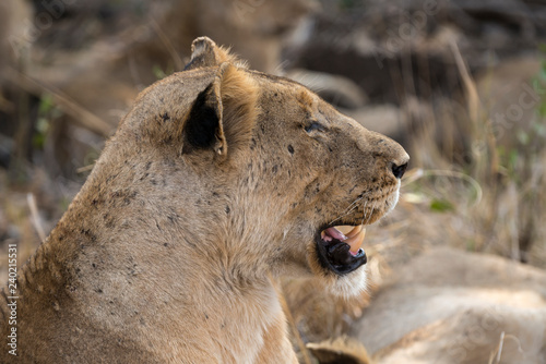 Fototapeta Naklejka Na Ścianę i Meble -  Lion, Lionne, Panthera leo, Parc national Kruger, Afrique du Sud
